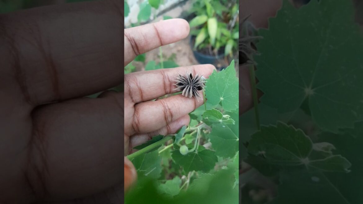 thuthi iali seeds #thuthi #seeds #ediblegardening #medicinalplants