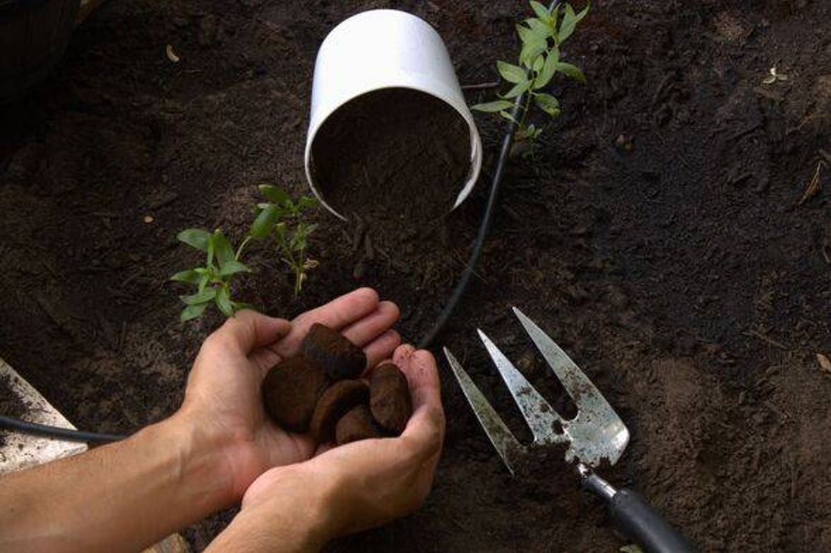 Spreading coffee grounds in garden beds