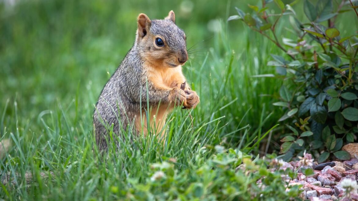 Keep squirrels out of your garden by sprinkling natural item they hate Daily Mirror