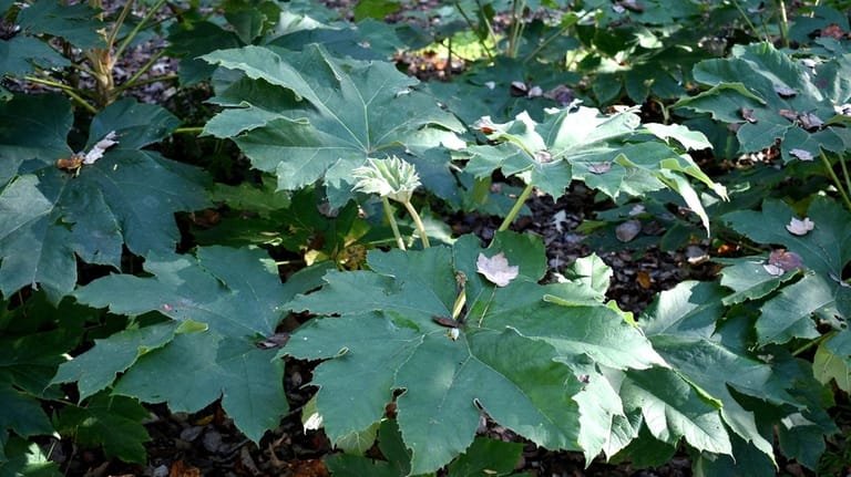 Rice paper plant (Tetrapanax papyrifer) can be grown as a...