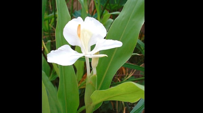 White butterfly ginger (Hedychium coronarium) provides a month of highly...