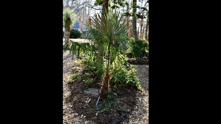 Several windmill palm (Trachycarpus fortunei) cultivars are winter hardy on...