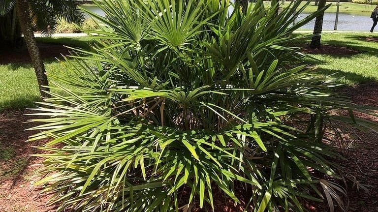 Needle palm (Rhapidophyllum hystrix) is a shrubby plant with tropical...