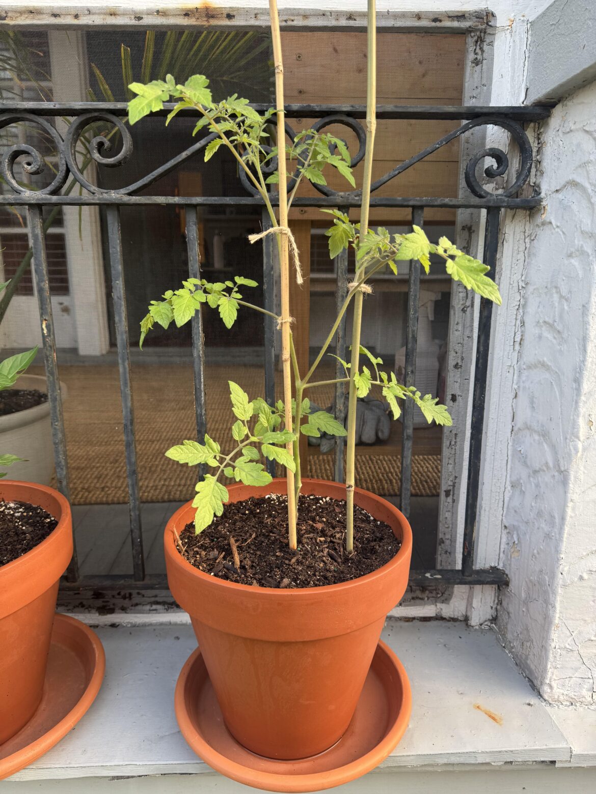 First time growing cherry tomatoes, how to best support in a container? First time growing cherry tomatoes, how to best support in a container?