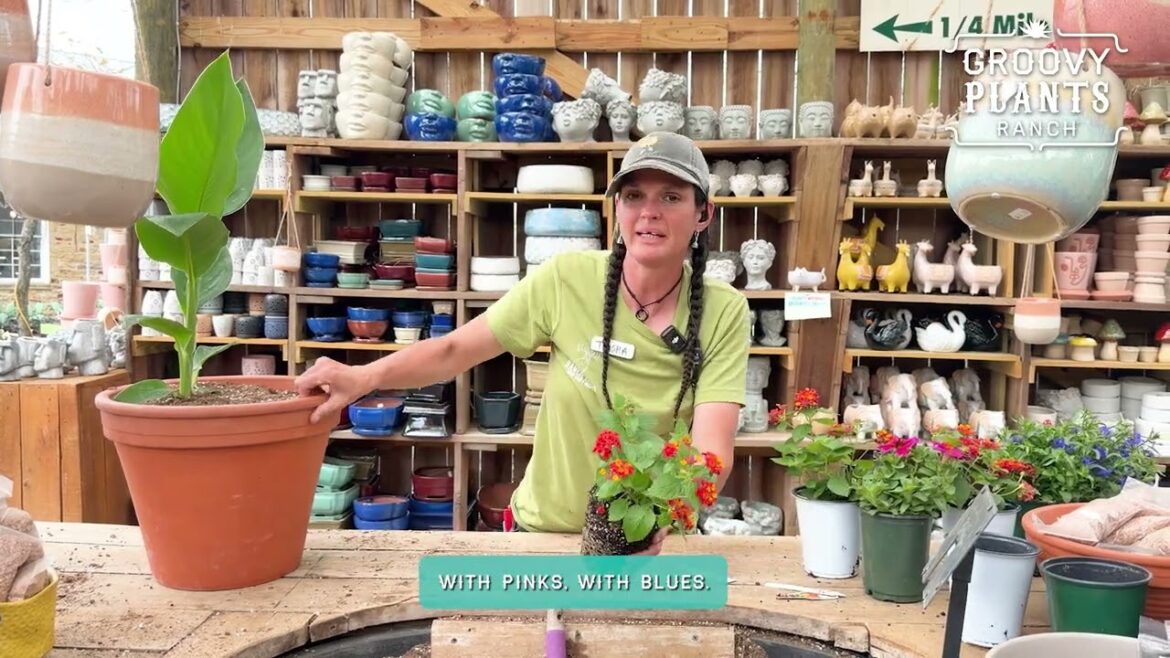 GROOVY PLANTS RANCH : Full Sun Container Garden Ideas | Colorful Annual Planter Design + Expert Tips