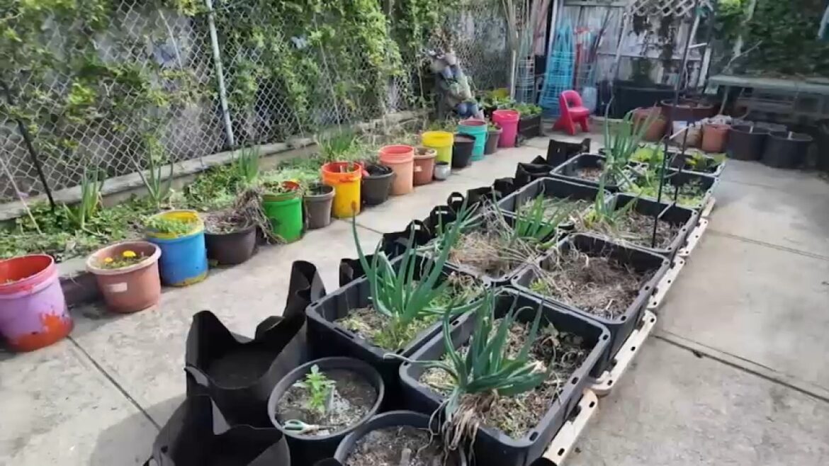 Your money, your savings: Gardening at home saves money as produce prices rise Your money, your savings: Gardening at home saves money as produce prices rise