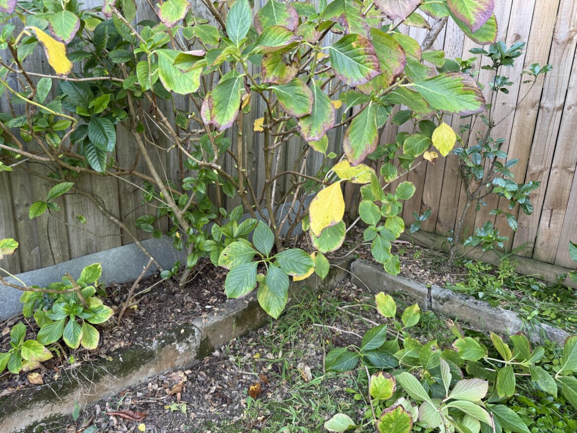 If you have this corner, what would you do to tidy it up?