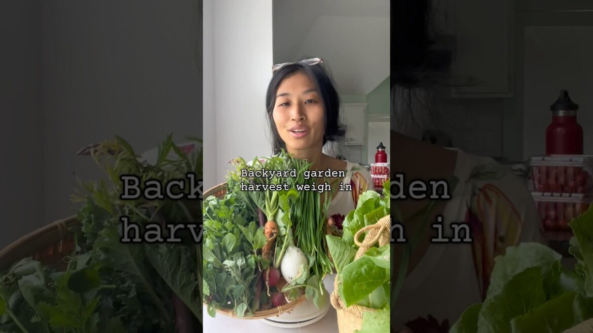 Backyard garden harvest weigh in -  North Texas, April 25th