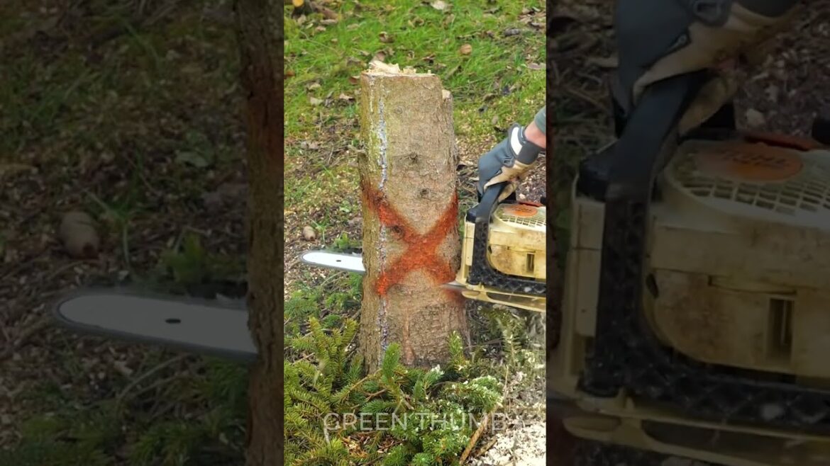 Waste Less, Grow More: Genius Gardening Tips! Waste Less, Grow More: Genius Gardening Tips!