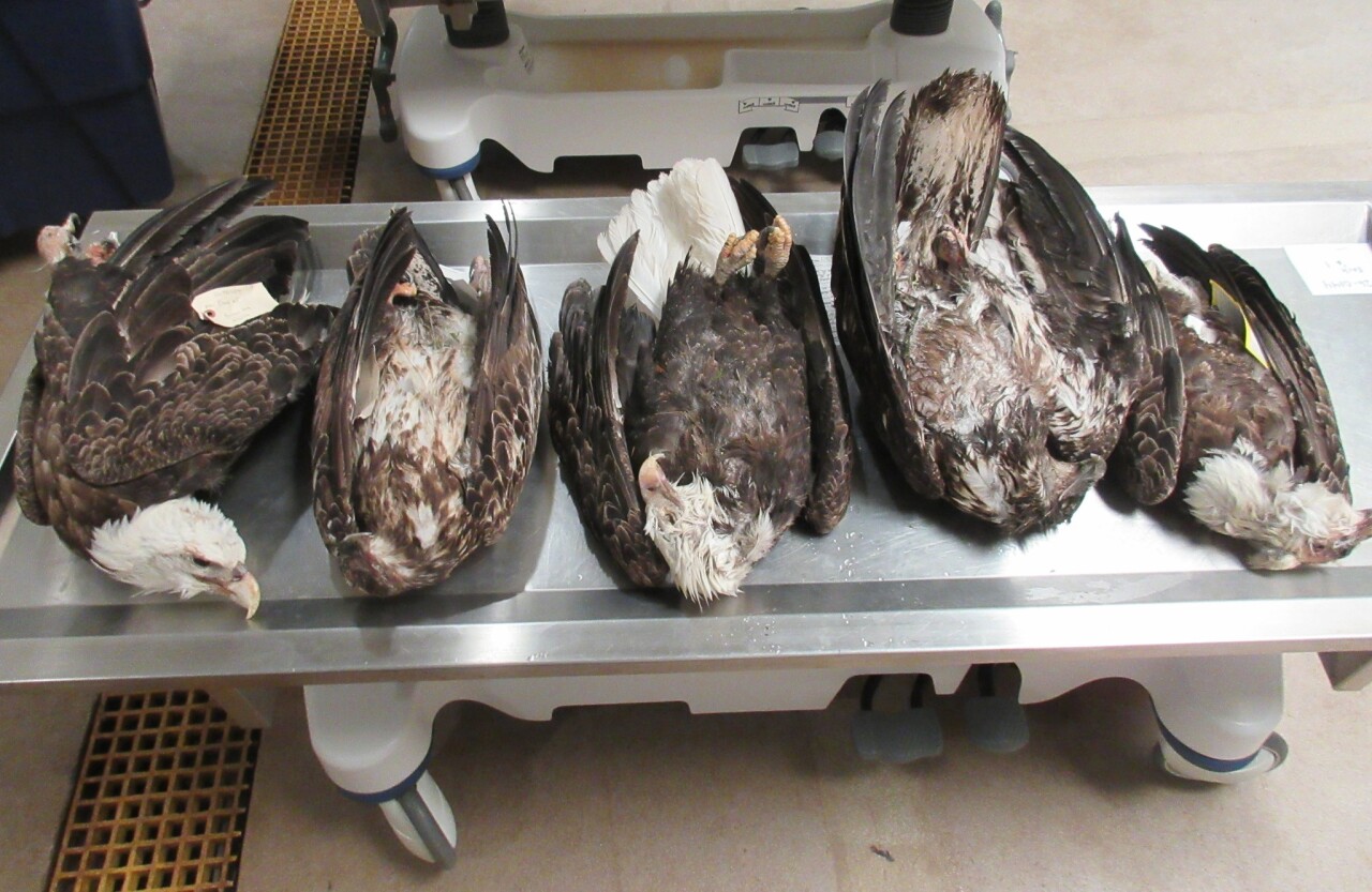Dead bald eagles from Upper Peninsula