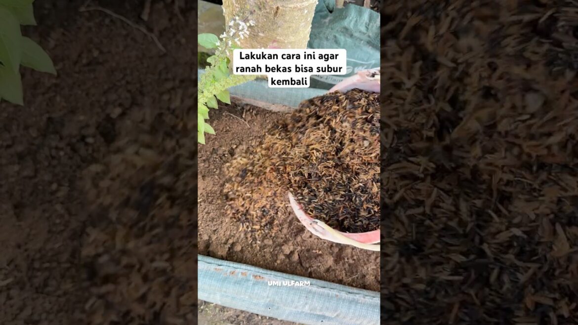 #tipsberkebun #penyuburtanah #calsinut #garden #pupukorganik #tips #racunshopee #review