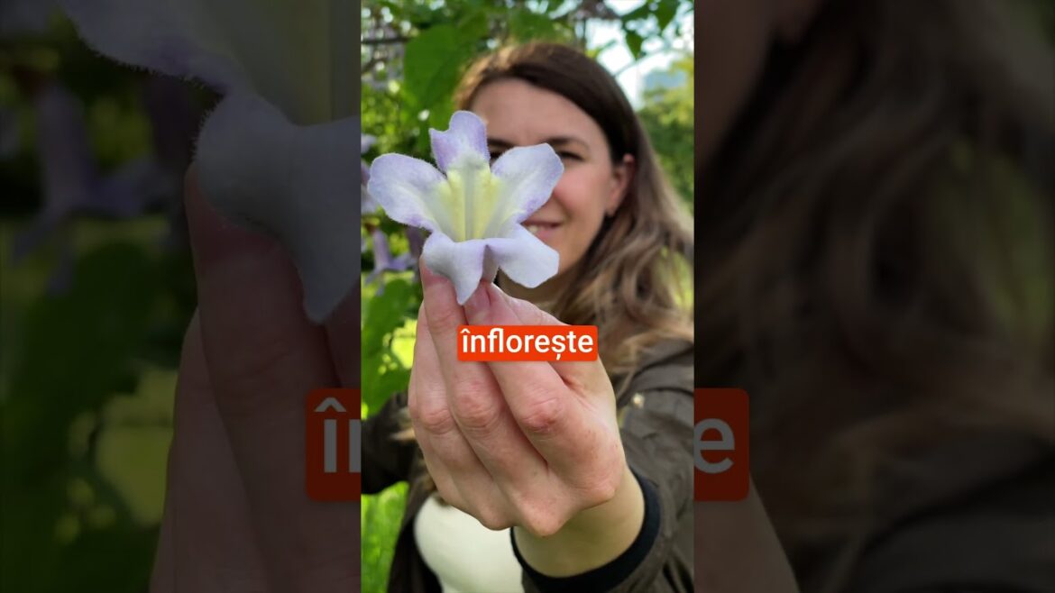 Arborele Prințesei – florile comestibile cu beneficii pentru sănătate