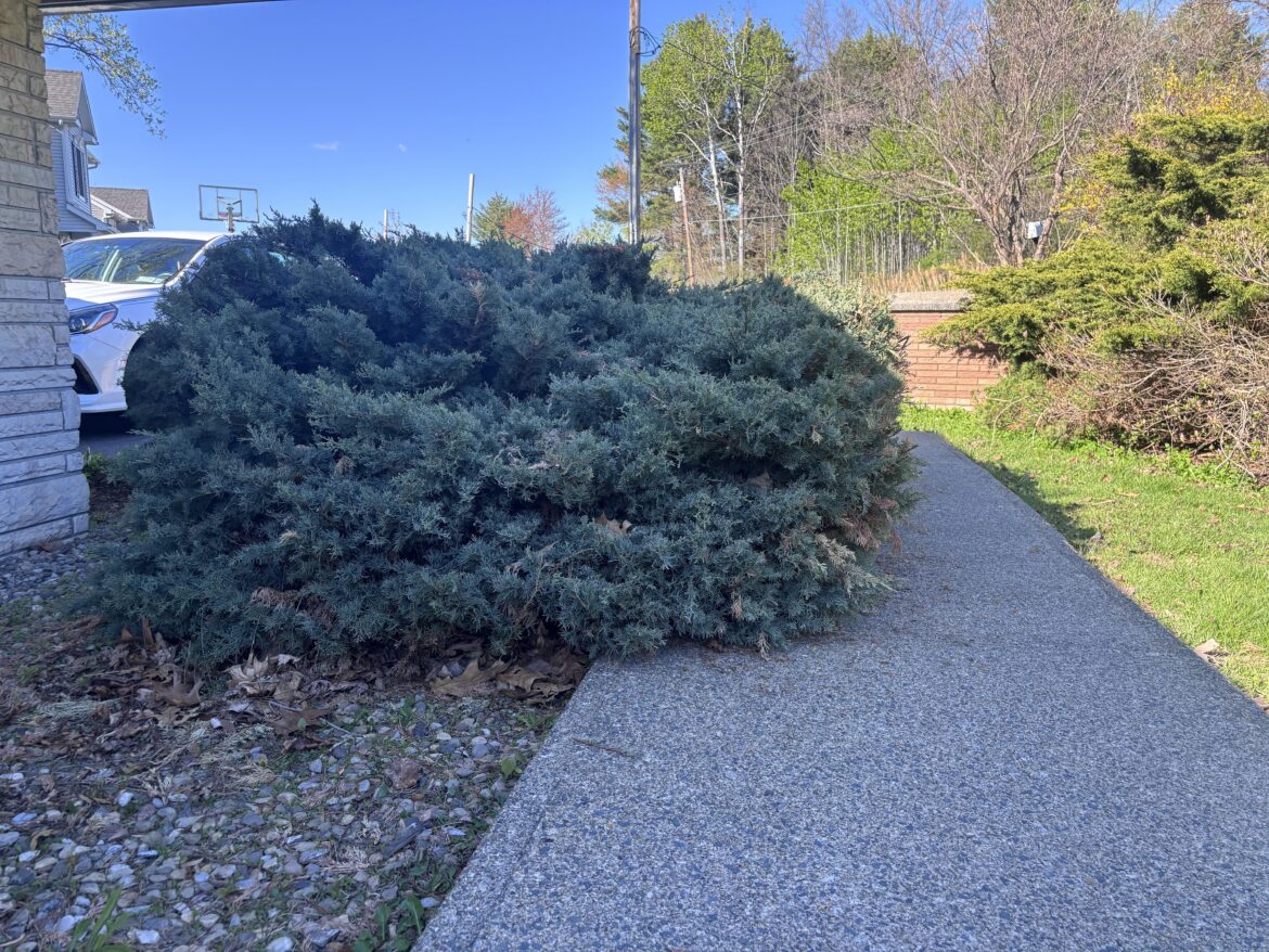 What do I do? Super overgrown