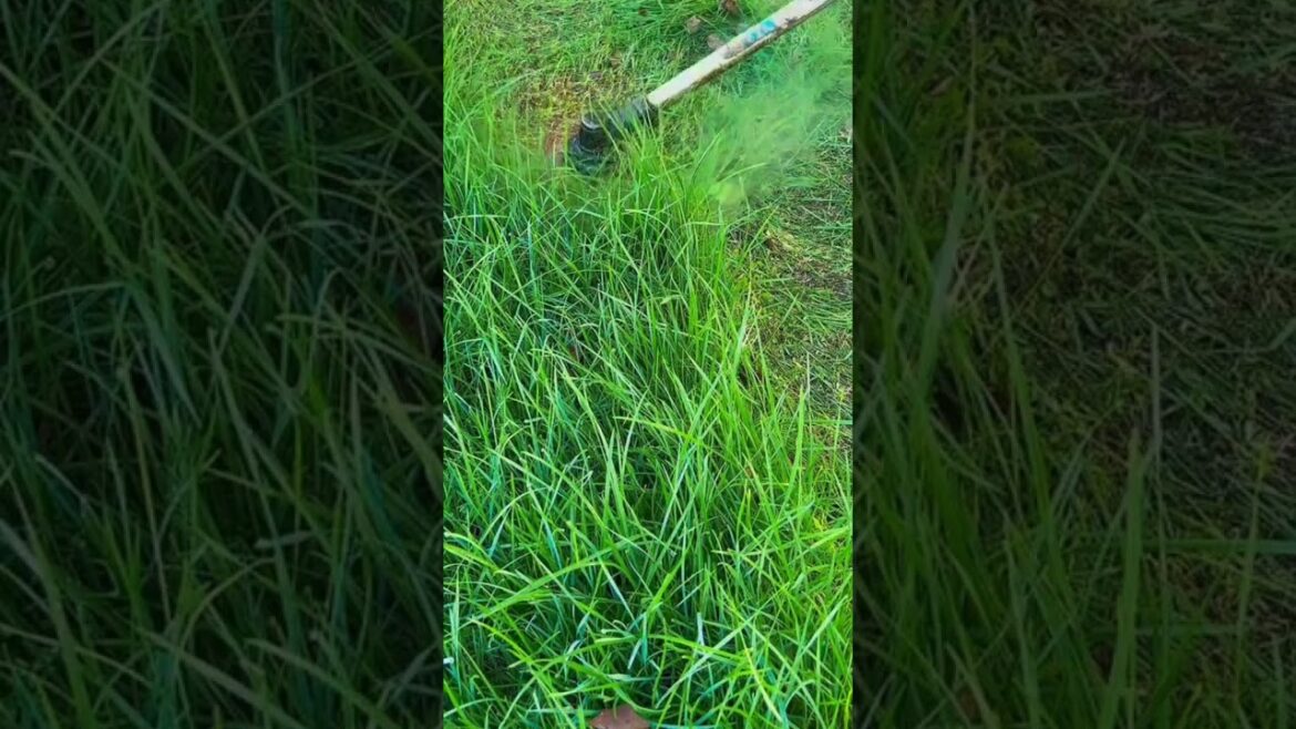 Cutting tall grass with trimmer in overgrown backyard garden area