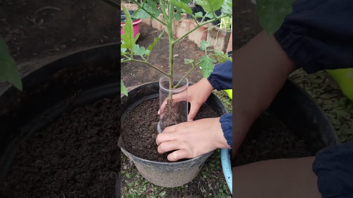 Weak Tomato Roots? Try This Simple Trick