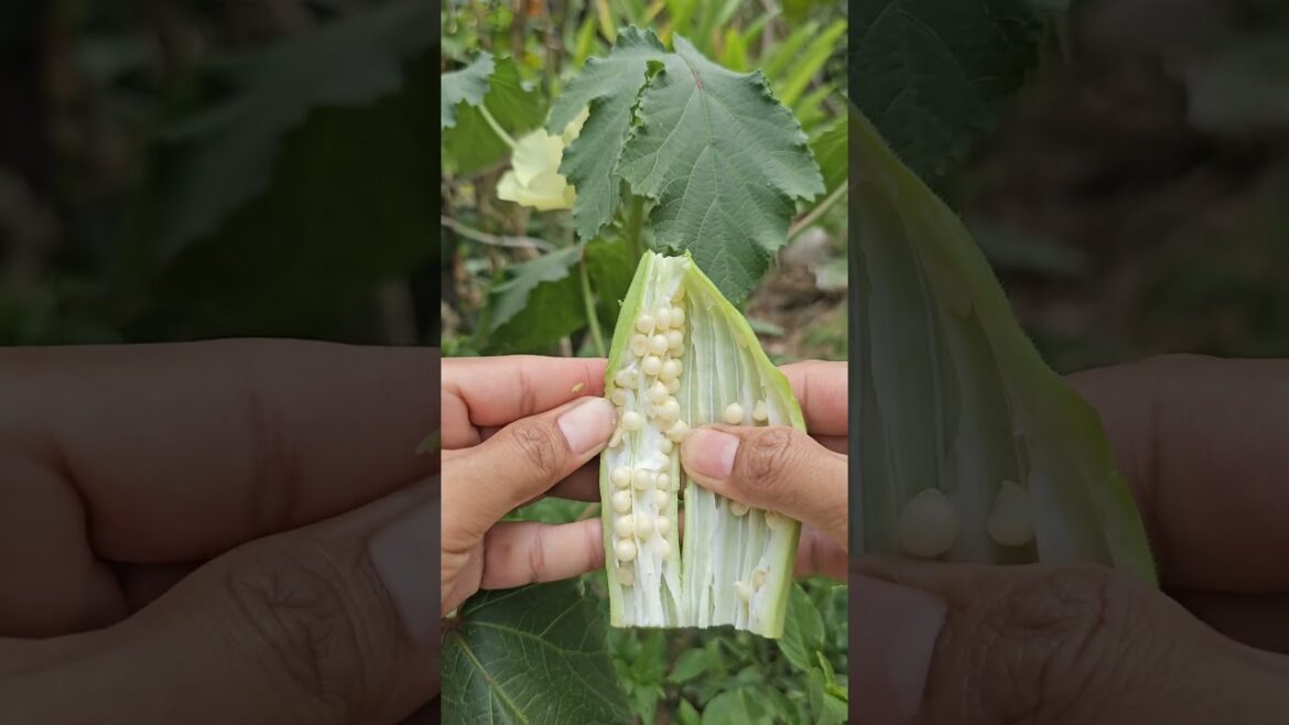 Okra Plant | Okra benefits Okra Plant | Okra benefits