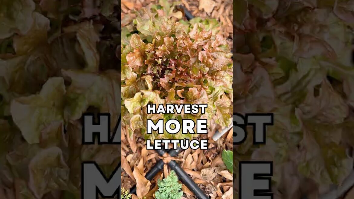 My Secret to More Lettuce Harvests: Beginner Gardener Tips My Secret to More Lettuce Harvests: Beginner Gardener Tips