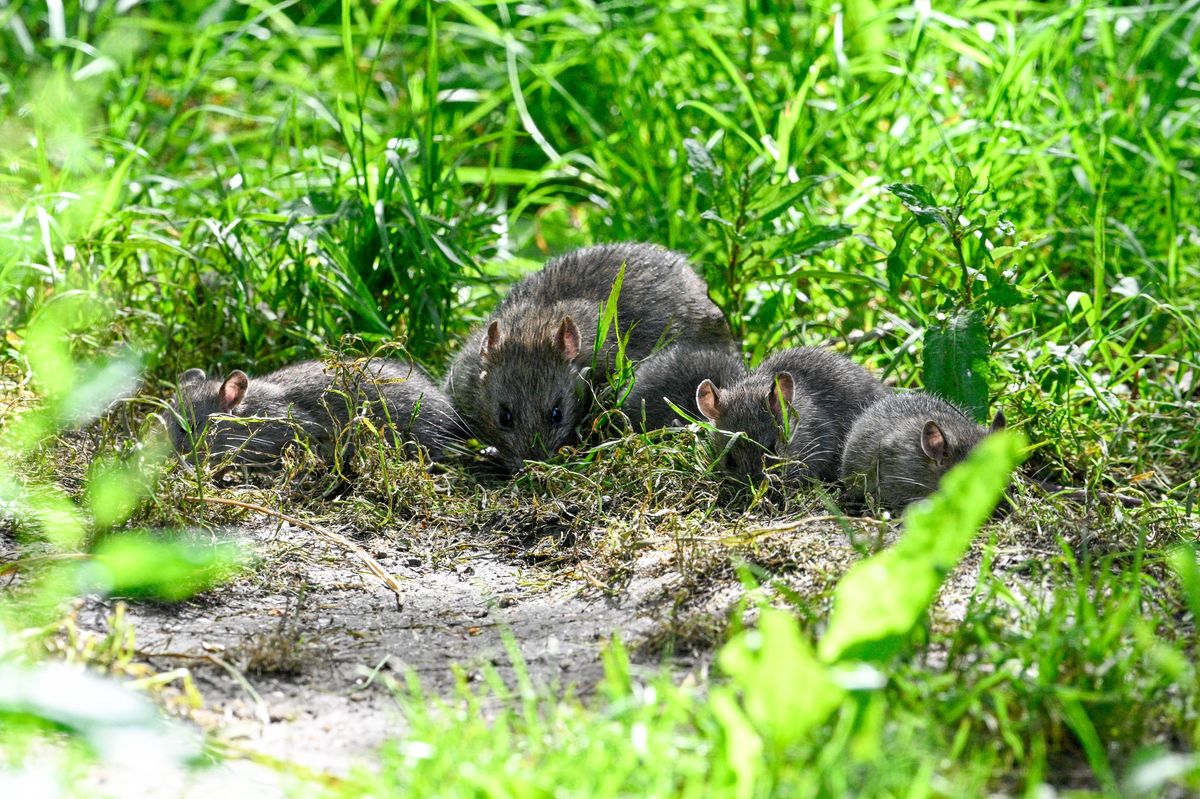 Brown Rats can cause significant structural damage. Rats feed on grain and may be attracted to your garden by fallen food from bird feeders