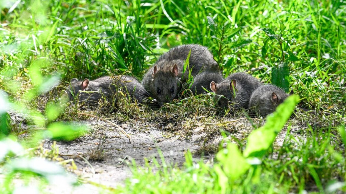 Alan Titchmarsh’s vital tip to stop rats invading your garden this spring Daily Mirror