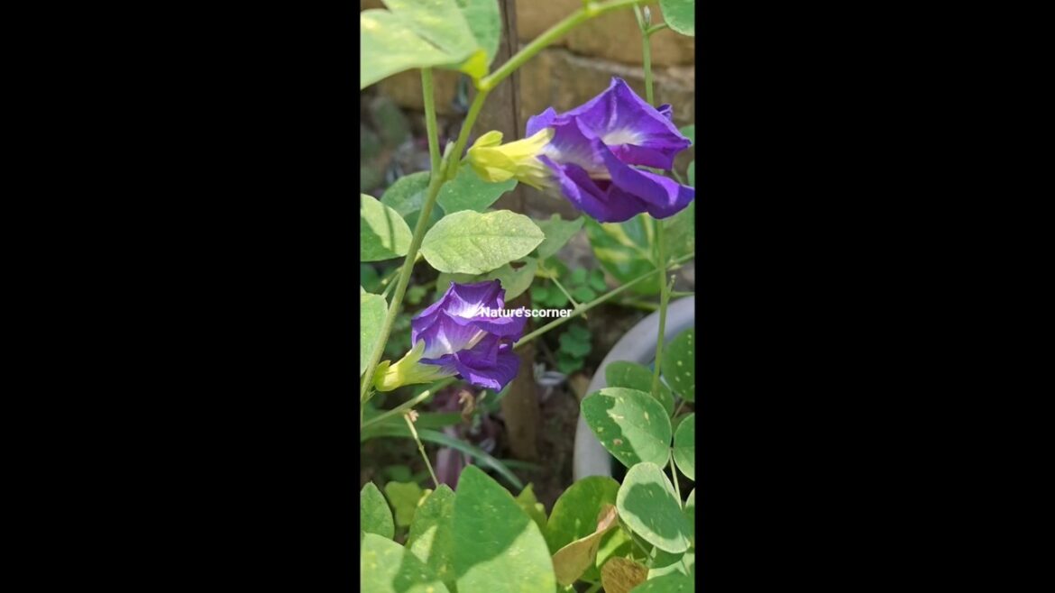 Grow Aparajita / blue pea Plant 🪻#viralvideo #youtubeshorts #reels #gardening #flowers #aparajita
