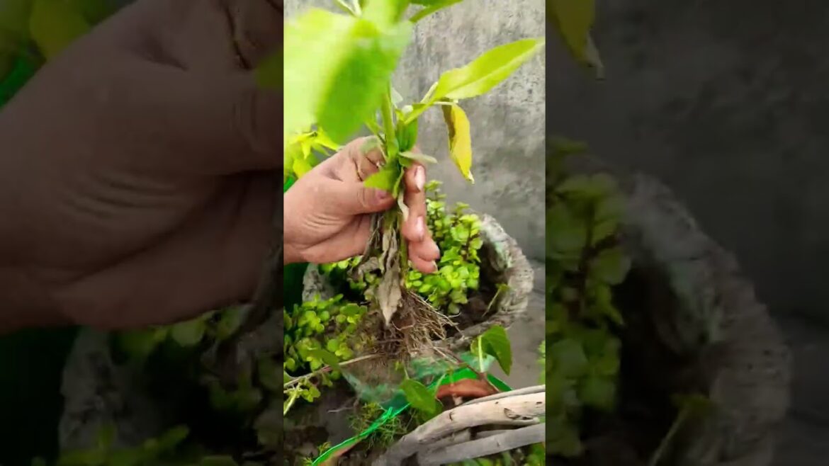 garden tips #trending #garden #greenlove #gardenflowers #viral #nature #gardening #tips #shorts # garden tips #trending #garden #greenlove #gardenflowers #viral #nature #gardening #tips #shorts #