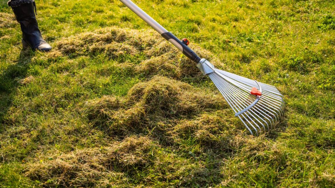 Gardeners urged ‘avoid’ common mistake when removing moss – it will come straight back Liverpool Echo