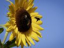 Planting annuals such as sunflowers around your veggie garden will attract pollinators, says Helen Chesnut.