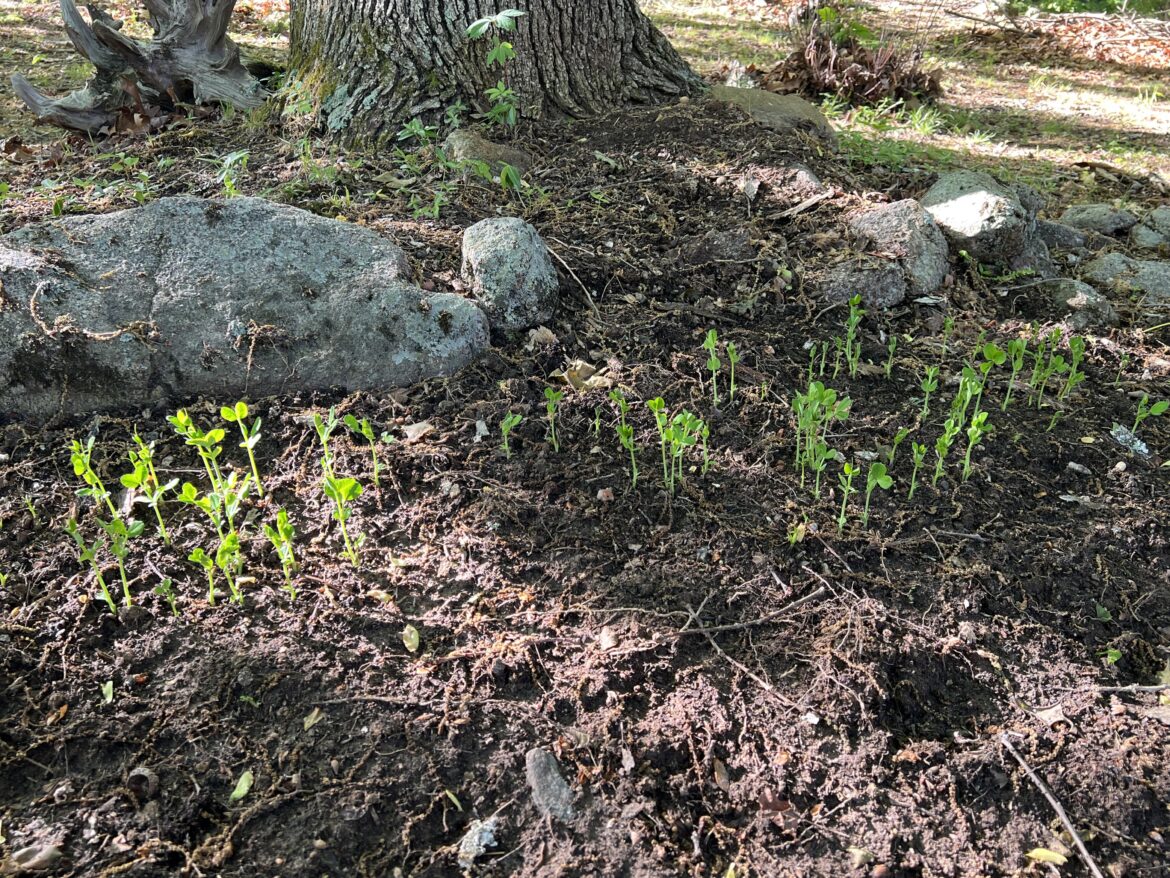 It’s a really old seed packet, I’ll just plant them all. Surely they’ll germinate poorly… It’s a really old seed packet, I’ll just plant them all. Surely they’ll germinate poorly…