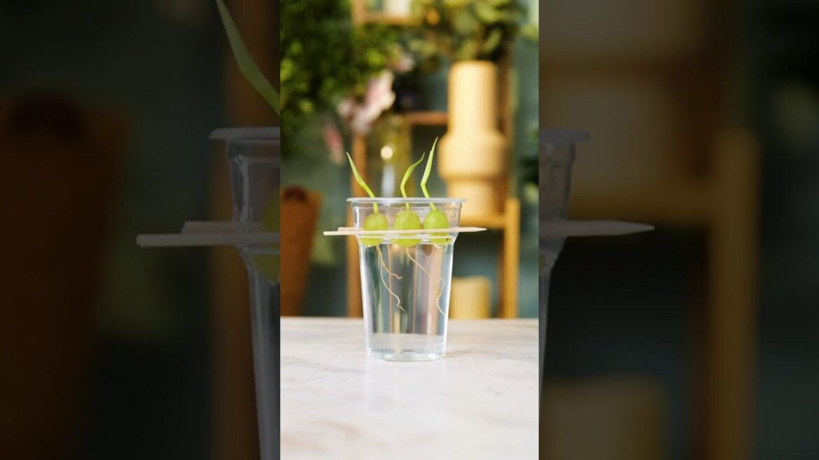 5 Simple Plant Hacks You Can Try at Home ๐ฑ (Easy Gardening Tips) 5 Simple Plant Hacks You Can Try at Home ๐ฑ (Easy Gardening Tips)