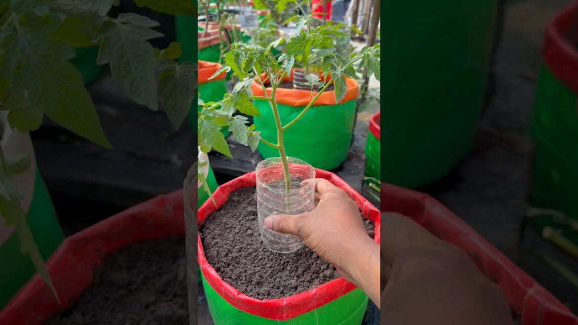 Unique way to grow more roots on tomato plants from waste plastic bottle #tomato #garden #shorts