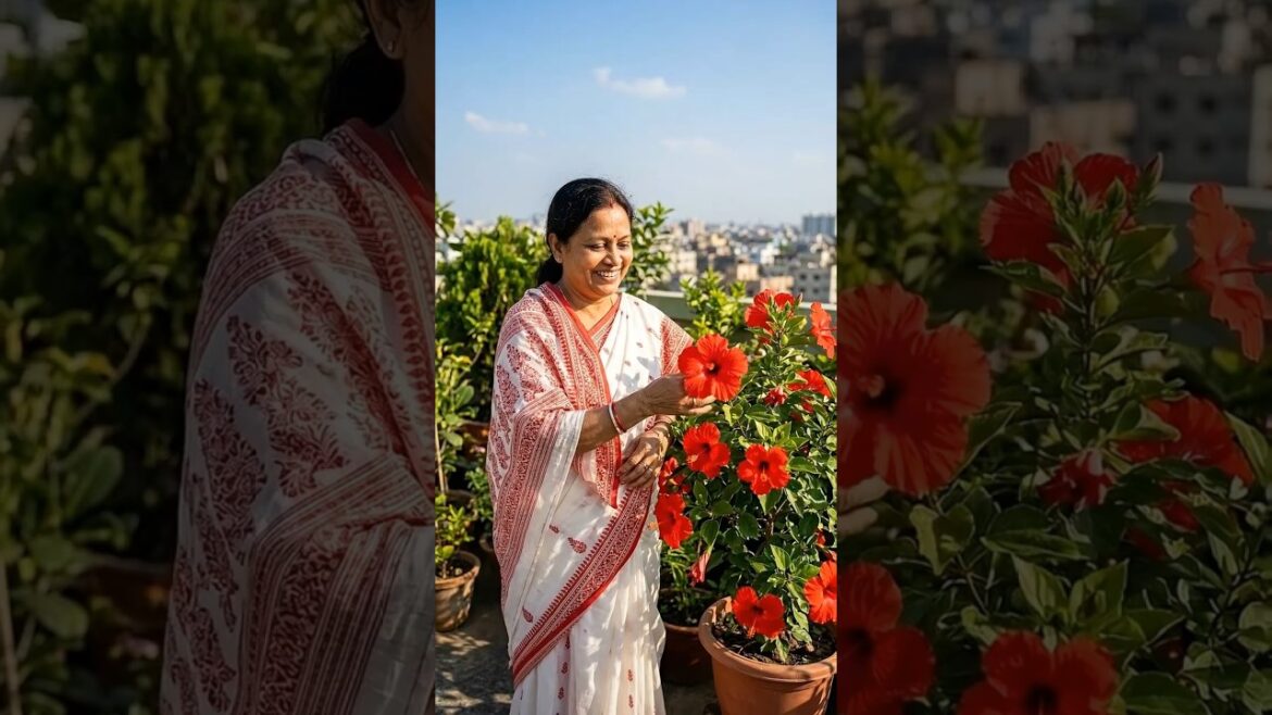 জবা গাছে অধিক ফুল ধরাতে এই ট্রিকটি ফলো করুন  #homegardening #urbanfarming