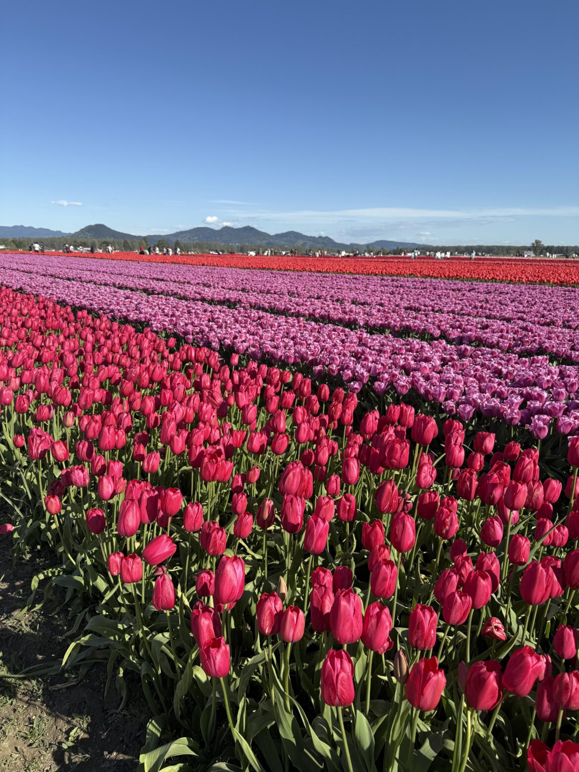Tulips