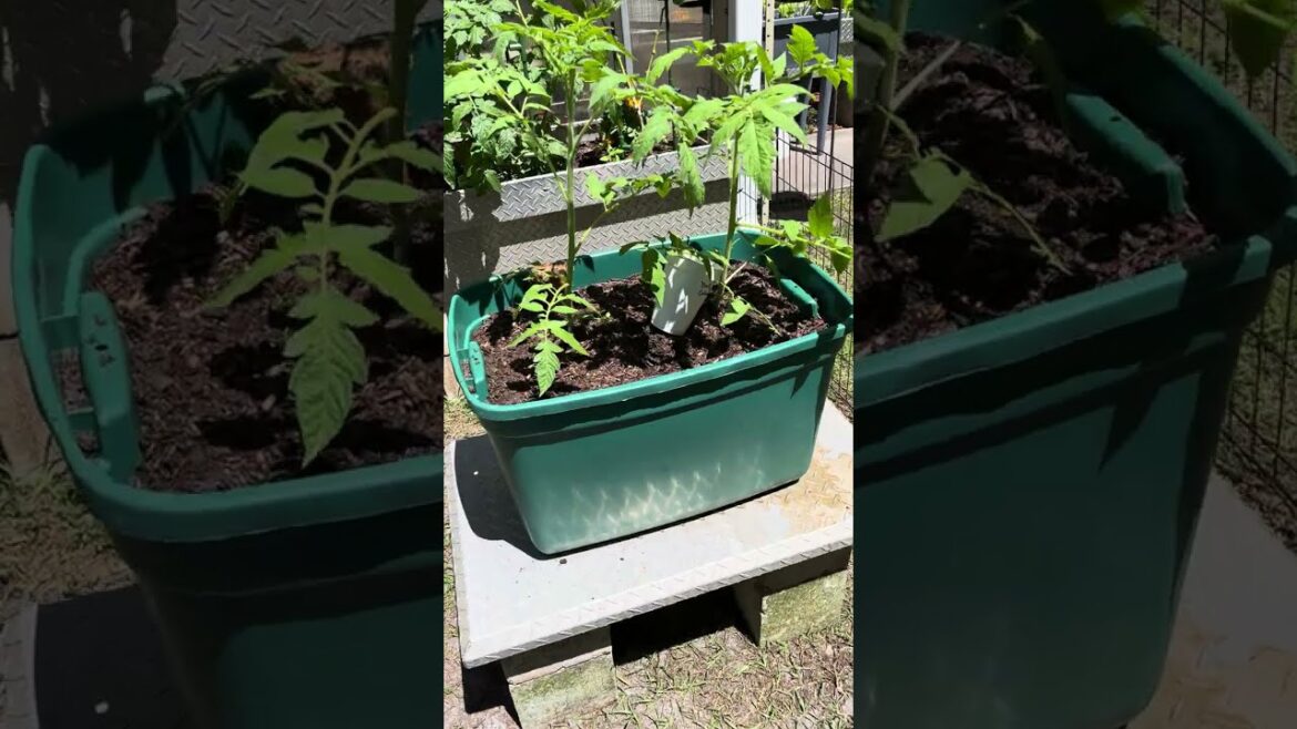 Our little container garden