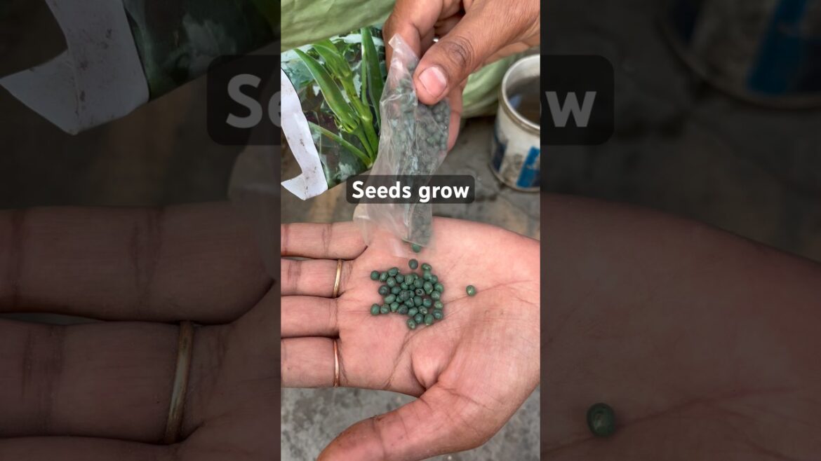 Bhindi k beej kaise ugaye #ladyfinger #garden #vegetables #gardening #shorts @OrganicGardening1918 Bhindi k beej kaise ugaye #ladyfinger #garden #vegetables #gardening #shorts @OrganicGardening1918