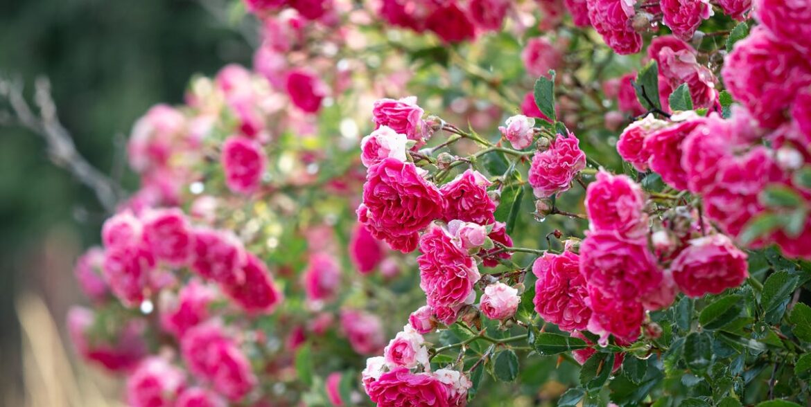 7 essential plants to prune in May for a vibrant, colourful summer garden 7 essential plants to prune in May for a vibrant, colourful summer garden