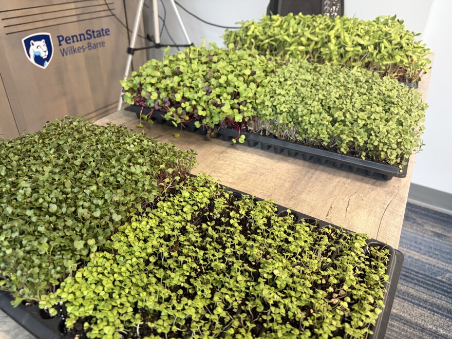 Microgreens can be grown indoors and only take a few weeks.