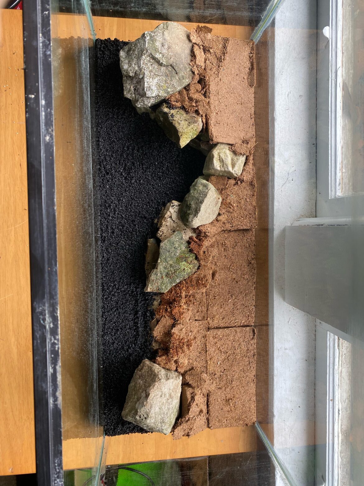 Setting up my first paludarium, advice on plants for ecosystem Setting up my first paludarium, advice on plants for ecosystem