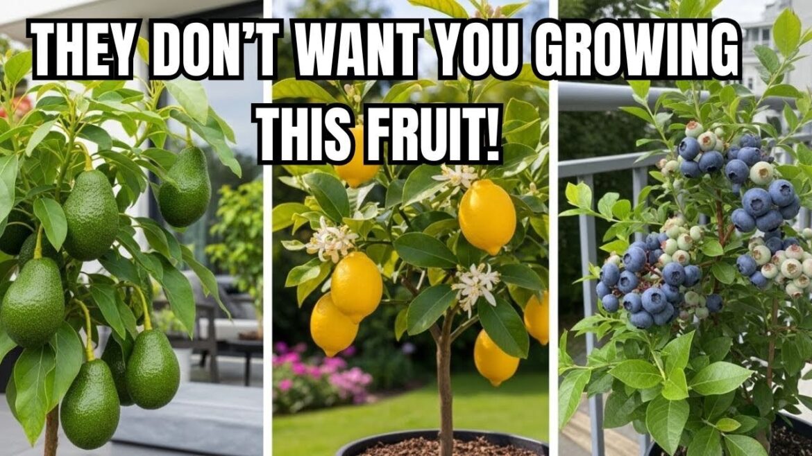 13 Fruit Trees That Thrive in Pots/Containers & Small Spaces 13 Fruit Trees That Thrive in Pots/Containers & Small Spaces
