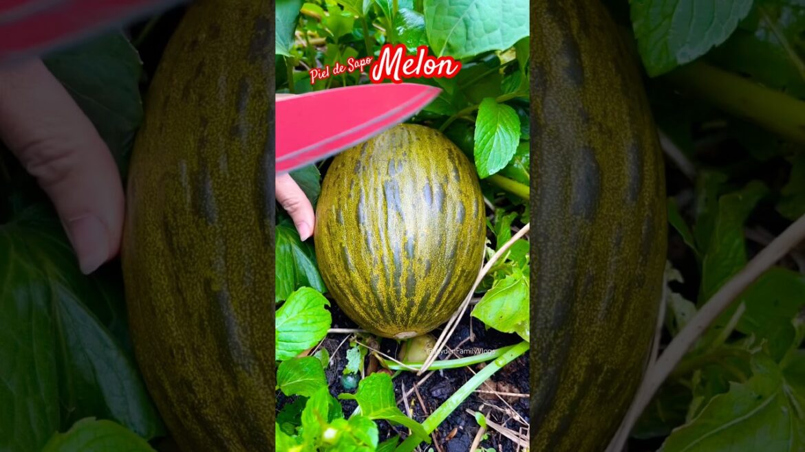 Fruit cutting Melon Piel De Sapo 😱 #shorts #satisfying #fruit #enjoy #garden Fruit cutting Melon Piel De Sapo 😱 #shorts #satisfying #fruit #enjoy #garden