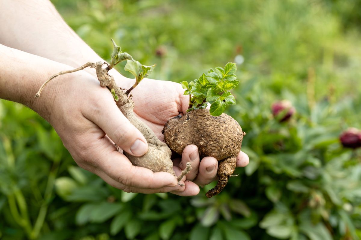 dahlia tubers with green sprouts in hands. High quality photo