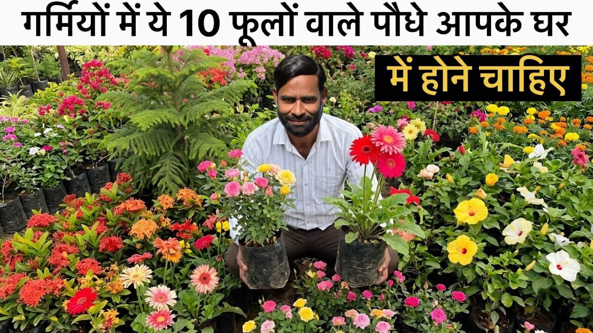Garmiyon Mein Lagane Wale 10 Best Flower Plants Full Guide Garmiyon Mein Lagane Wale 10 Best Flower Plants Full Guide