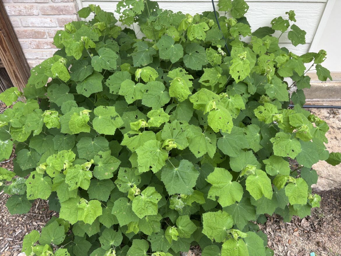 What’s eating my Turk’s Cap?