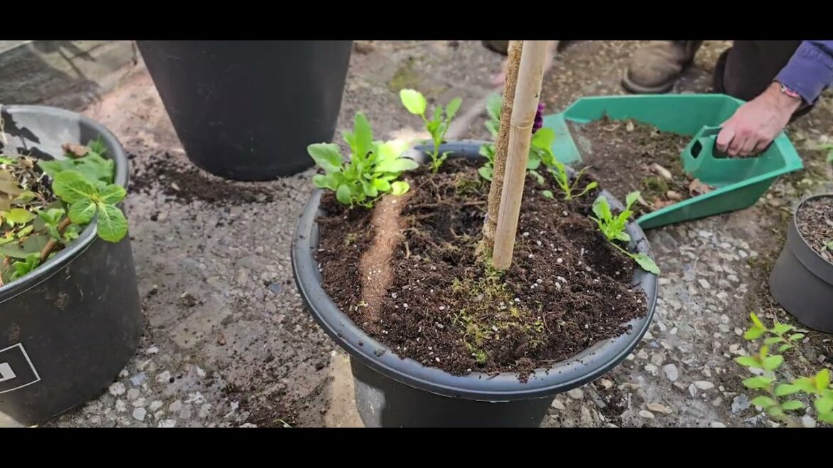 Potting on trees and planting viola, update container garden, clean amaryllis bulb, turning compost