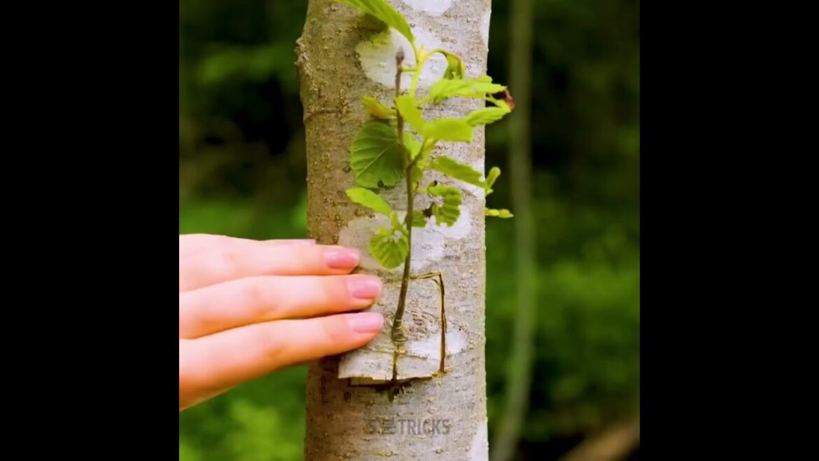 5 Easy Gardening Hacks That Actually Work ๐ฑ (Grow Plants at Home) 5 Easy Gardening Hacks That Actually Work ๐ฑ (Grow Plants at Home)