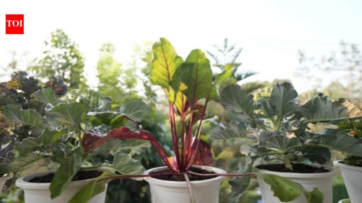 7 European vegetables that can grow in the balcony during this season