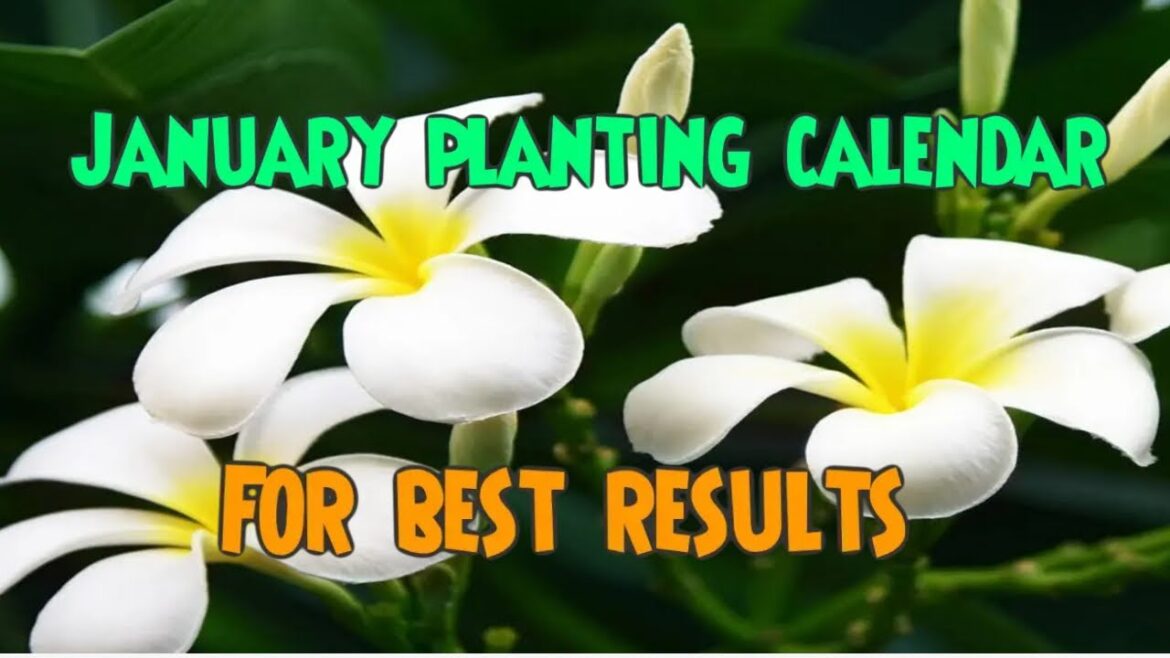 January Gardening Calendar | Organic Gardening | Vegetable Gardening January Gardening Calendar | Organic Gardening | Vegetable Gardening