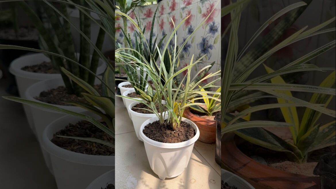Spider plant potting.#gardening #gardeningtips #indoorplantsdecor #indoorplants #spiderplant Spider plant potting.#gardening #gardeningtips #indoorplantsdecor #indoorplants #spiderplant