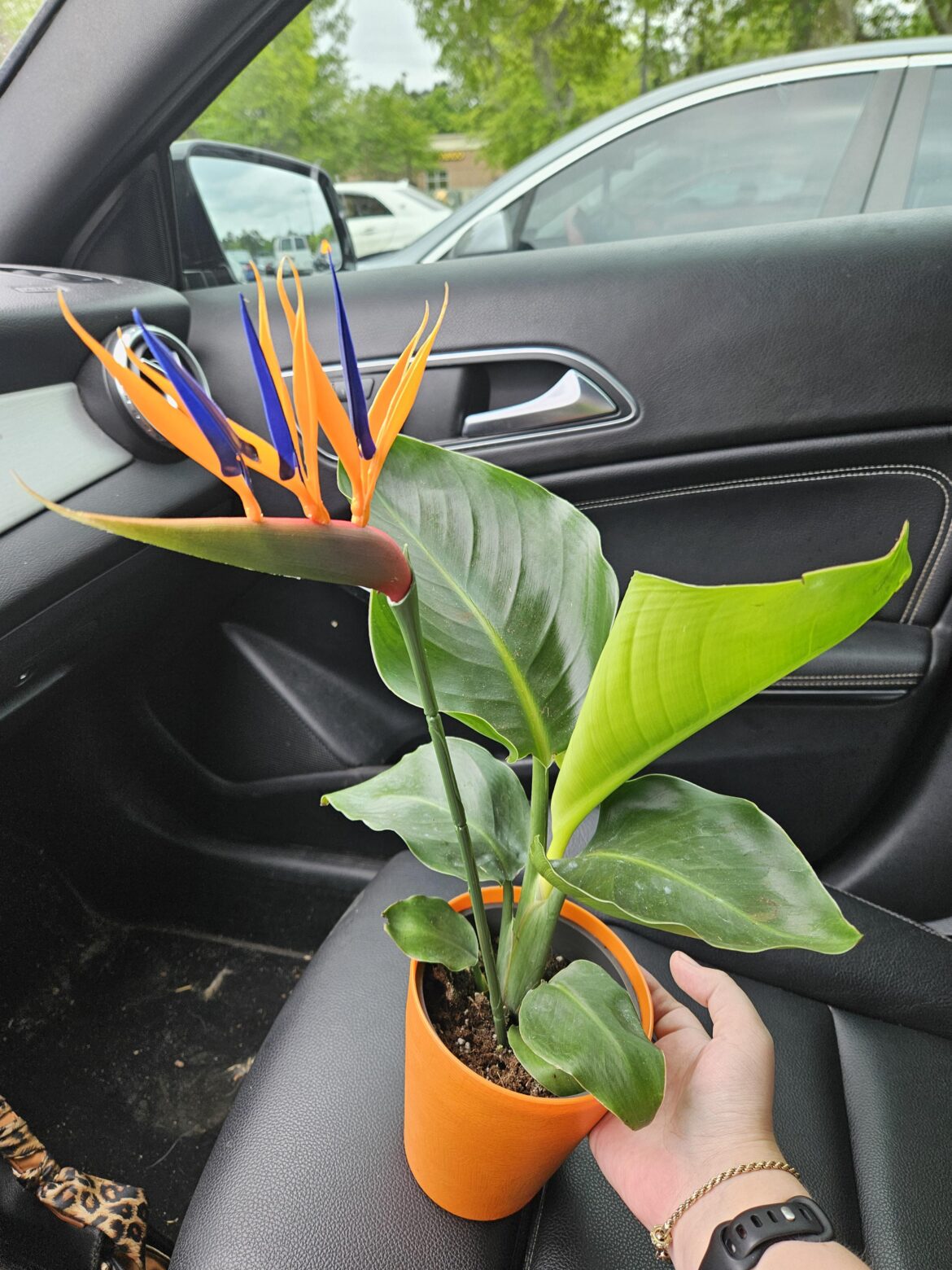 Kroger got me with the fake BOP bloom 😭