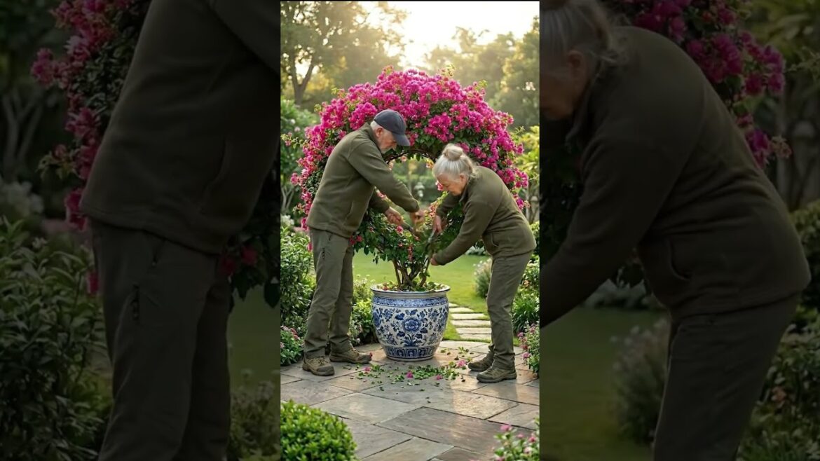 Stunning Bougainvillea Topiary Garden Design 🌸 | Cozy Outdoor Seating Setup Stunning Bougainvillea Topiary Garden Design 🌸 | Cozy Outdoor Seating Setup
