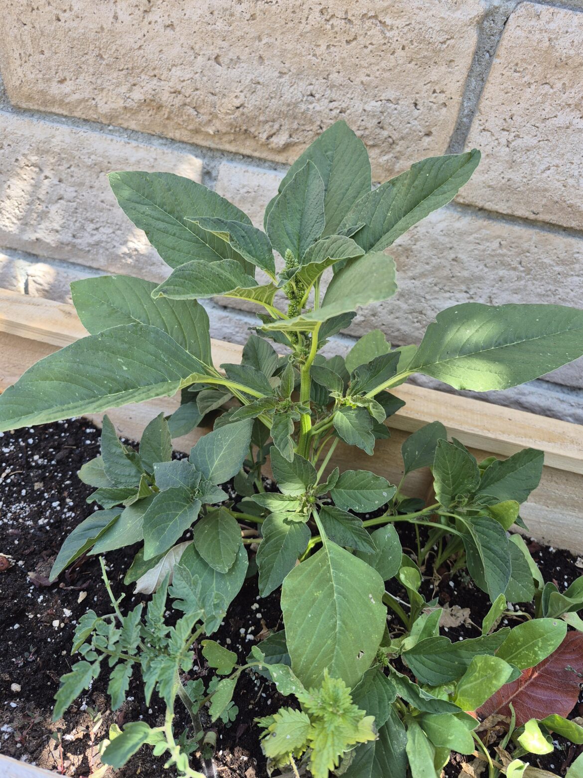 What is this plant that started growing in my planter?
